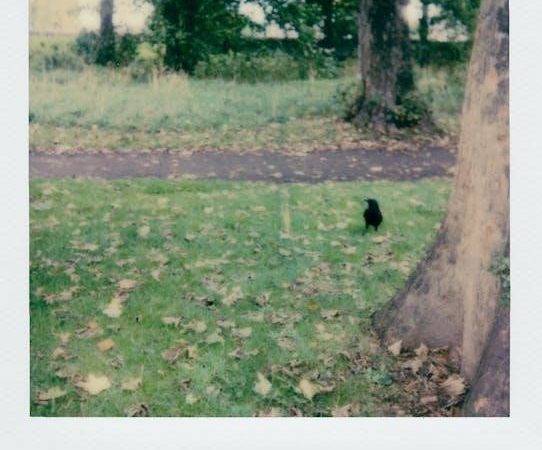 instant vortex plus air fryer manual pdf