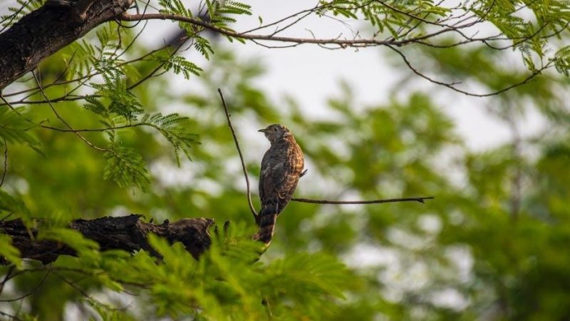 one flew over the cuckoo’s nest book pdf